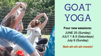 goat-yoga-summer-2017-details_2_orig